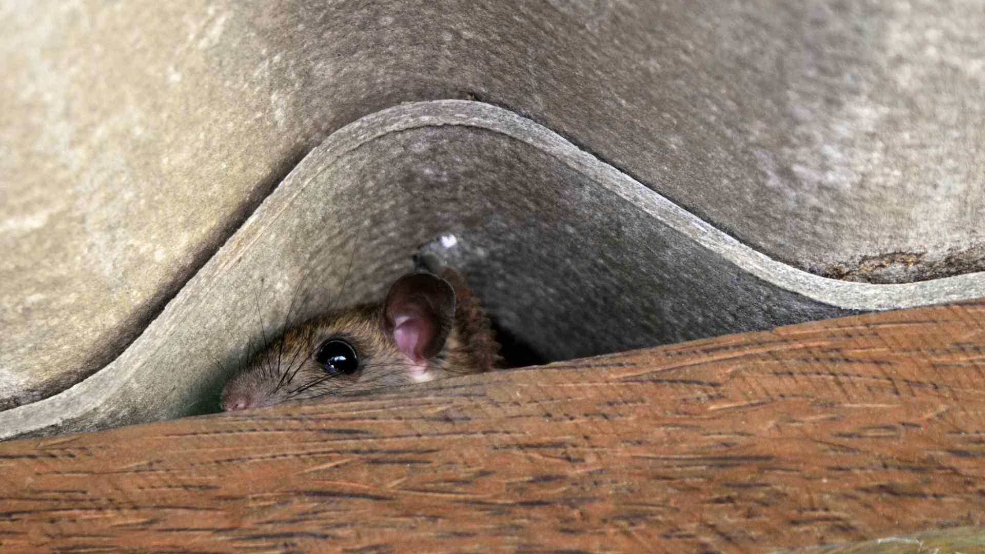 where do mice hide in a house 10 places