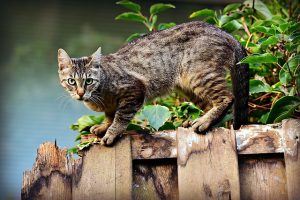 How To Deter Rats From your Yard get a cat