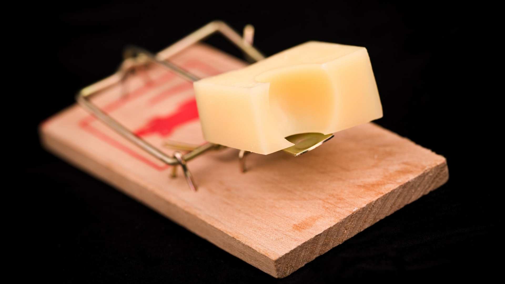 mouse trap with cheese on it