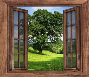 open window, tree