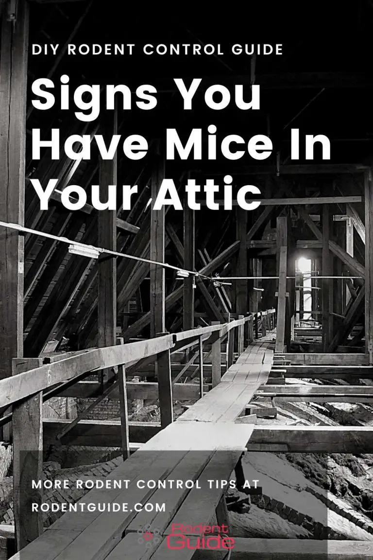 Top 9 Signs You Have Mice In Your Attic DIY Rodent Control