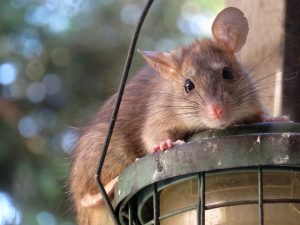 Rat attracted to easy access, sitting on lamp looking at camera