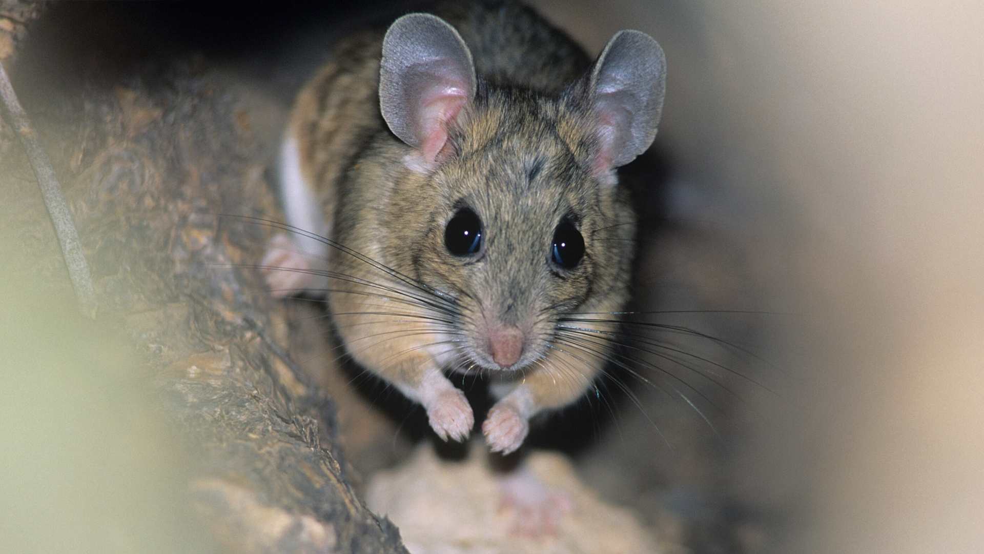 How To Get Rid Of Mice Urine Odor