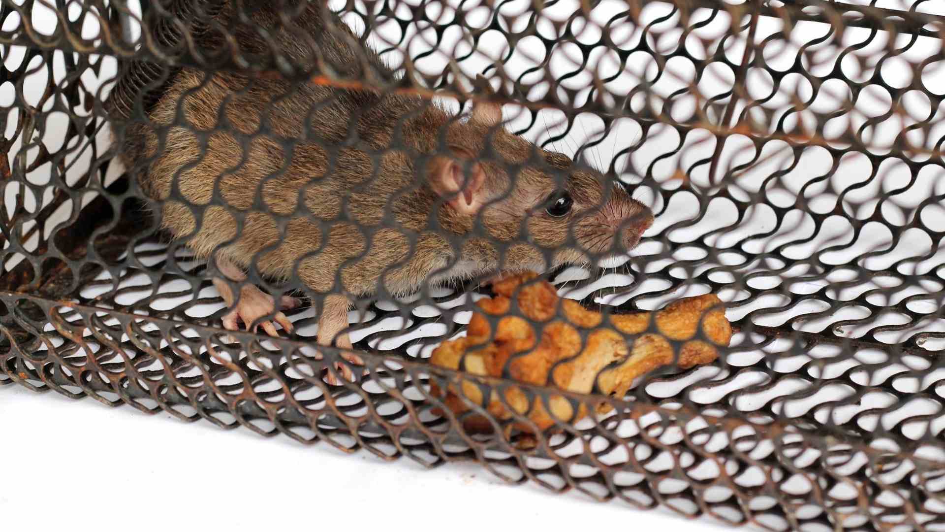 rat in cage with rat bait meat