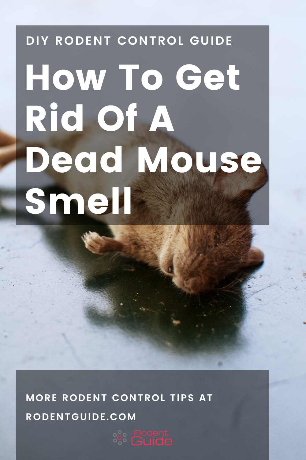 how to get rid of dead mouse odor in house