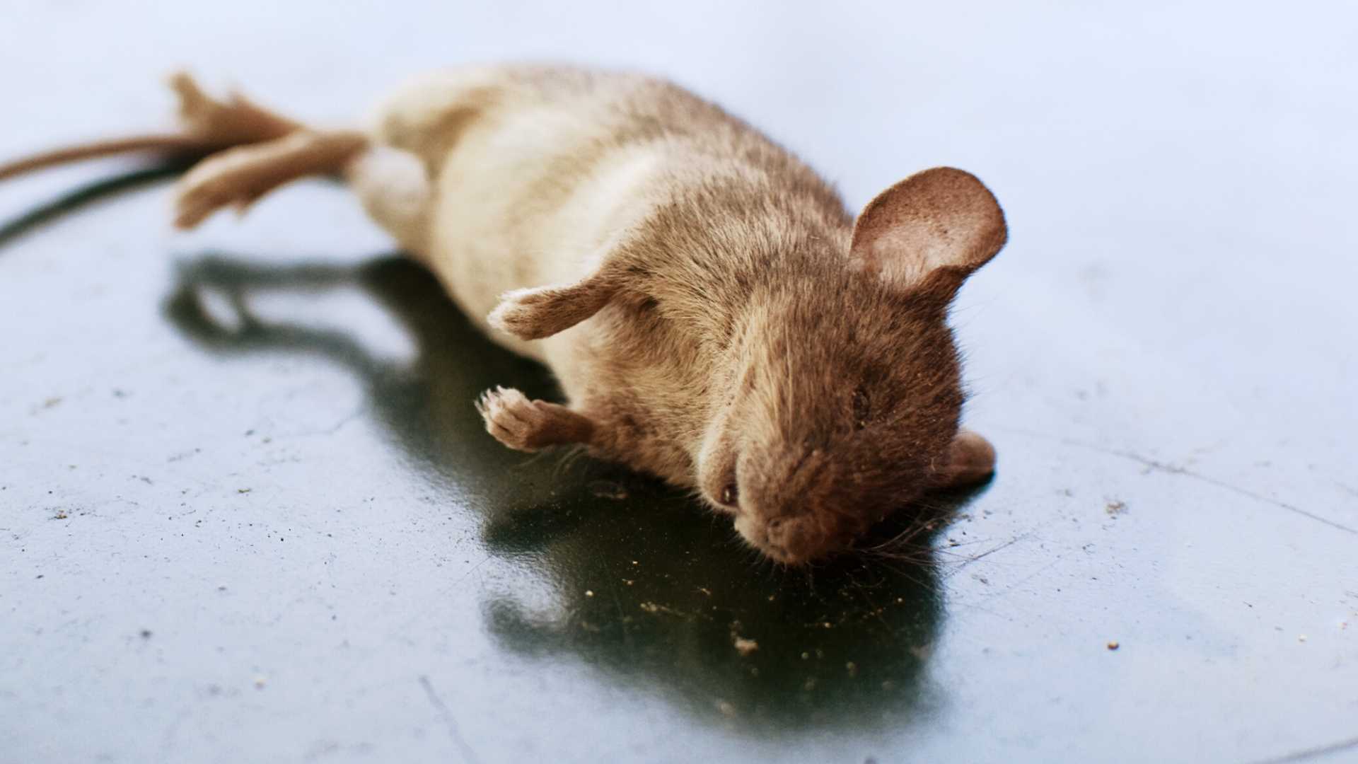 get rid of dead mice smell