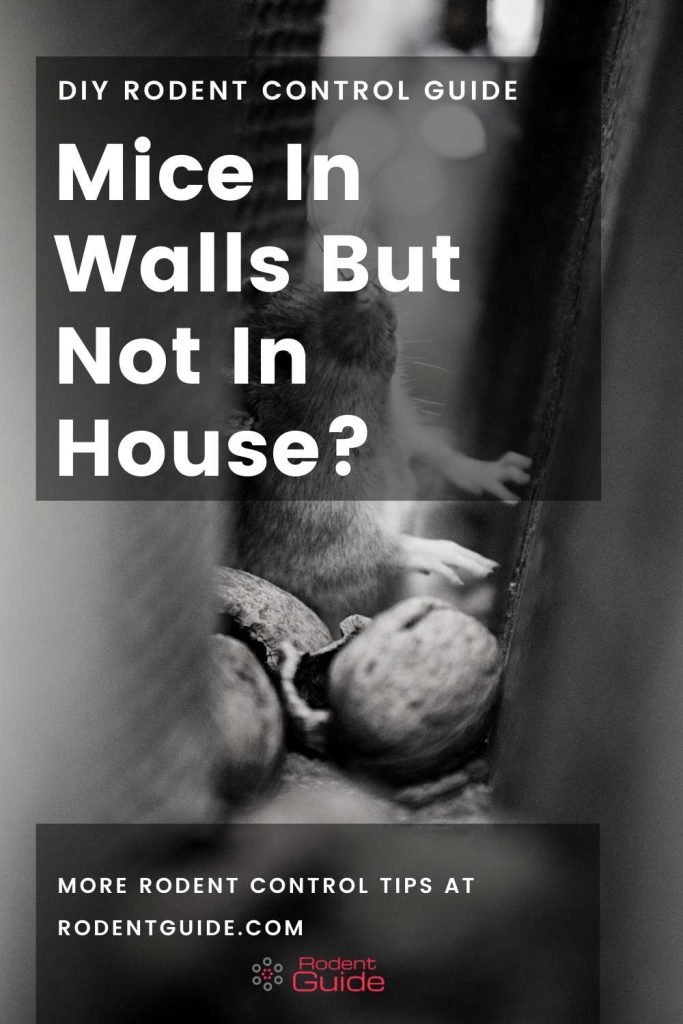 Mice In Walls But Not In House_