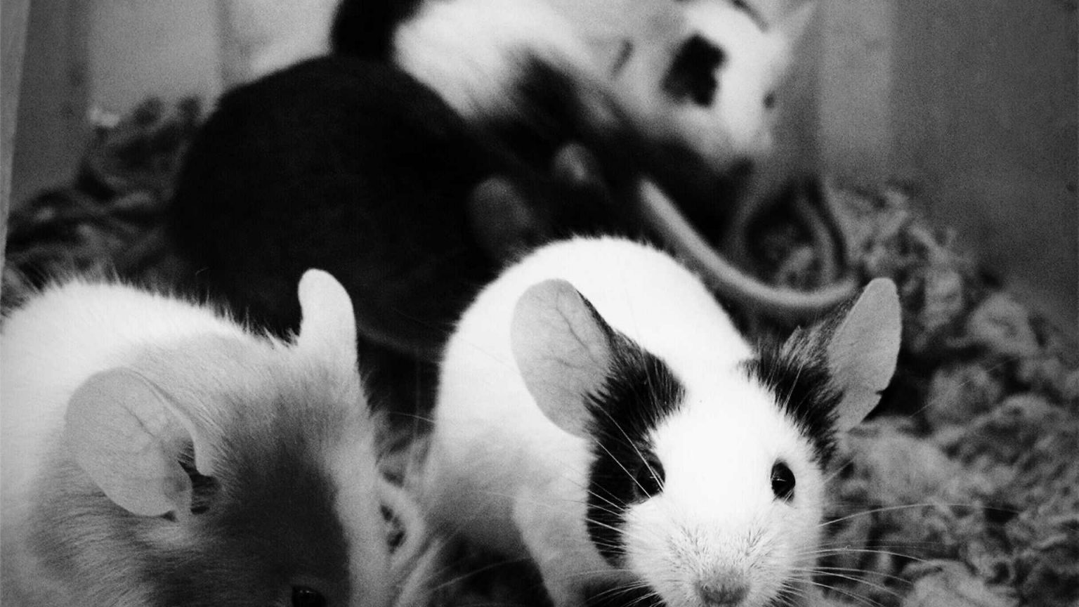 Can Mice Climb Walls? A Quick Guide to Their Impressive Climbing Abilities DIY Rodent Control