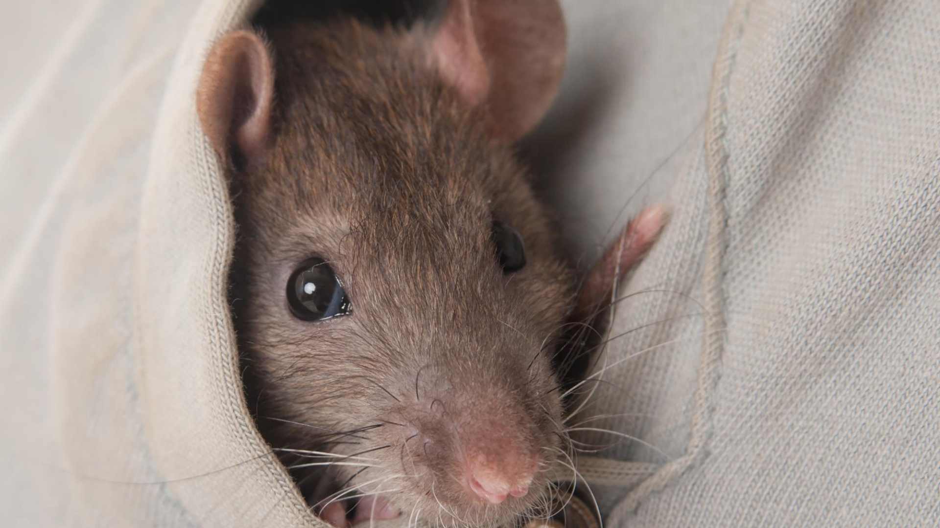 lure a rat out of hiding place