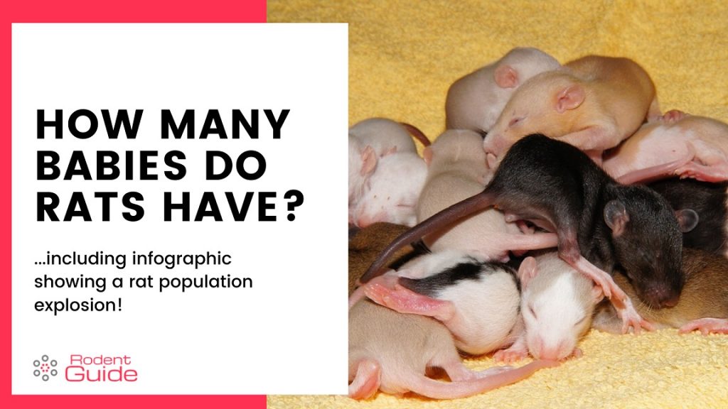 How Many babies do rats have pups