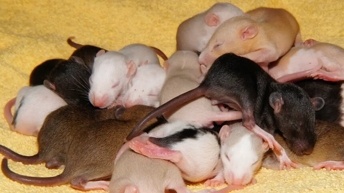 How Many babies do rats have