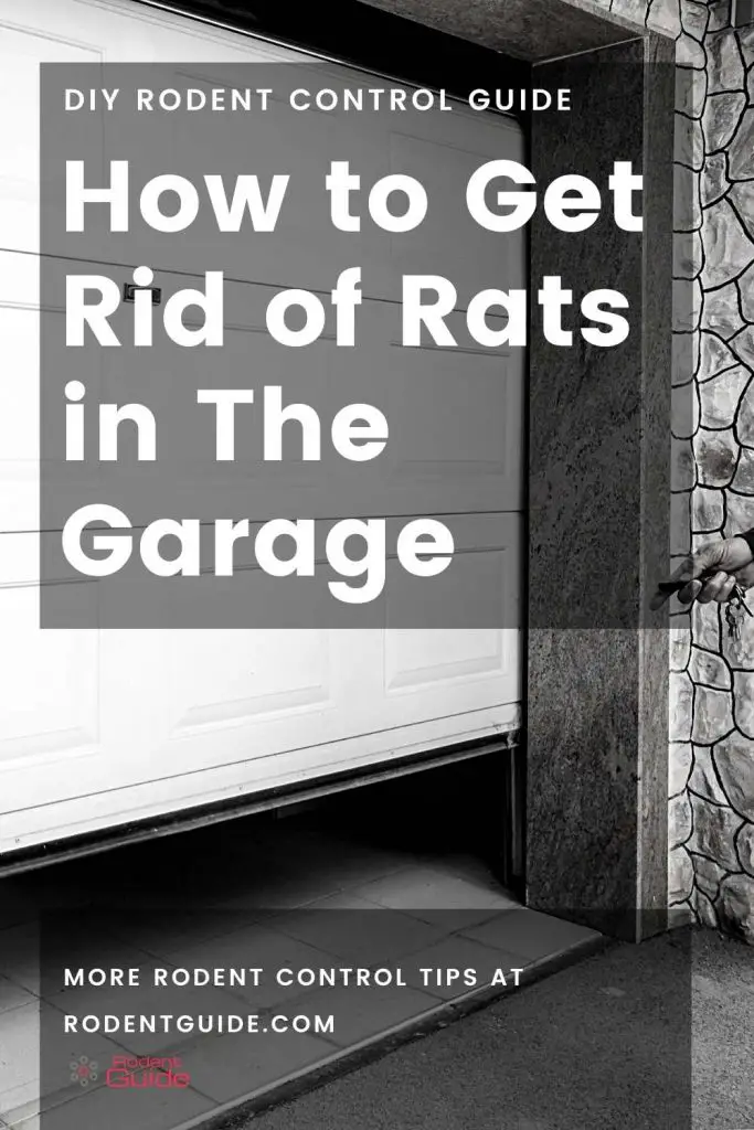 How to Get Rid of Rats in The Garage (1)