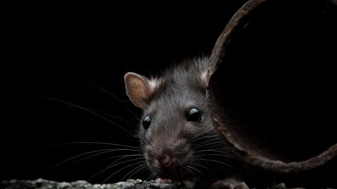 How to Get Rid of Rats in The Garage