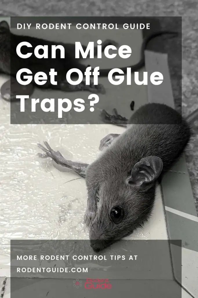 Can Mice Get Off Glue Traps (2)