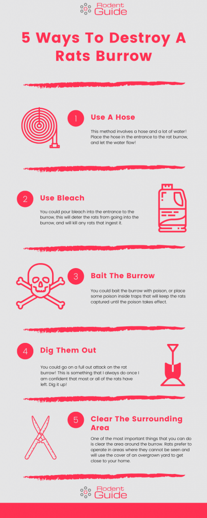Ways To Destroy A Rats Burrow Infographic