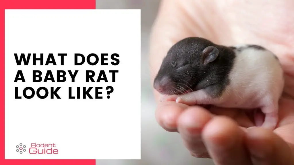 What Does A Baby Rat Look Like Description