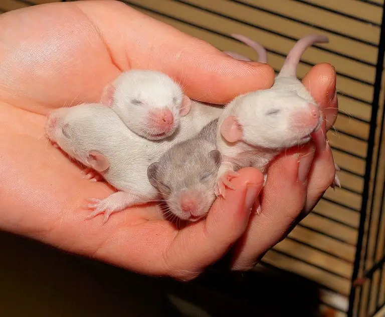 rat babies in hand