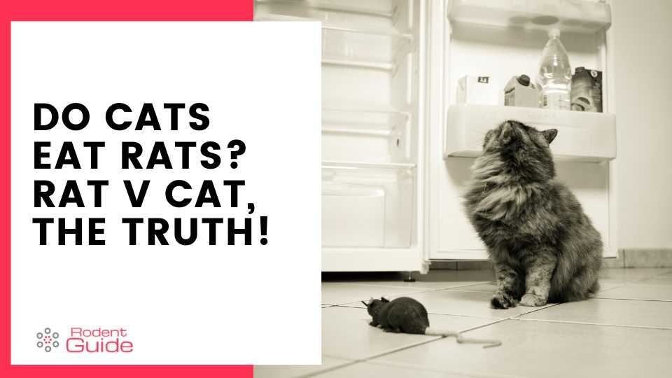 Do Cats Eat Rats