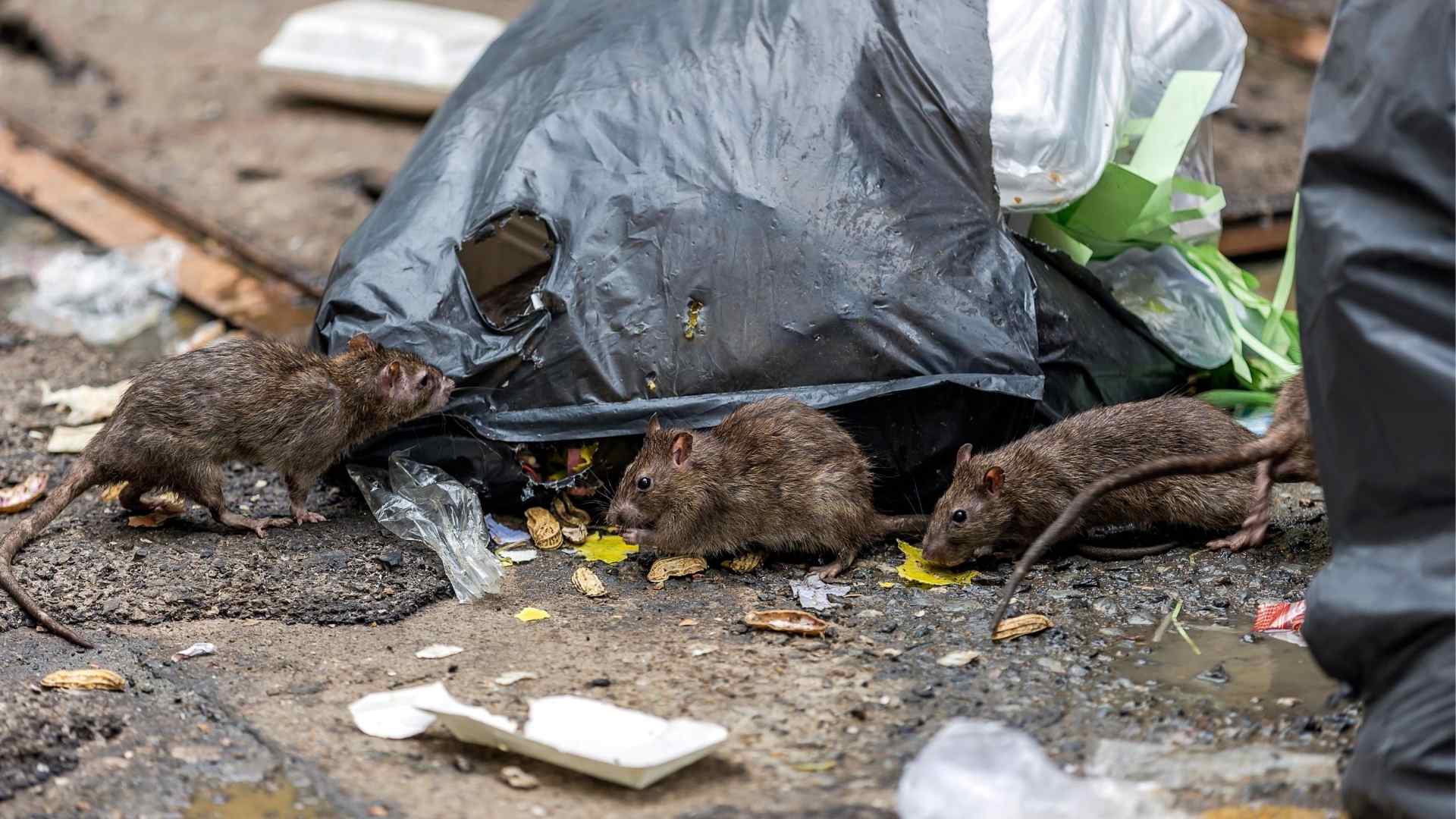 How To Get Rid Of Rats Outside your home (1)