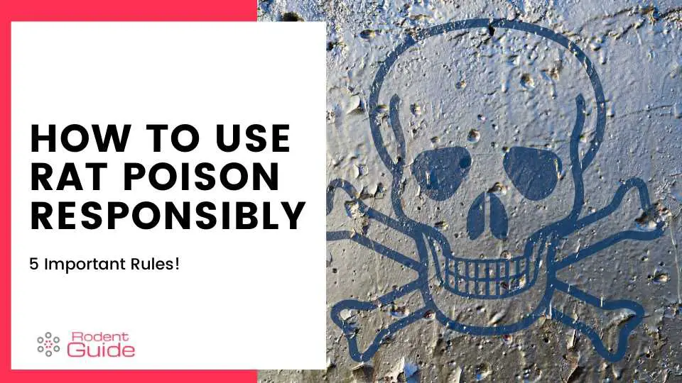 How To Use Rat Poison Responsibly