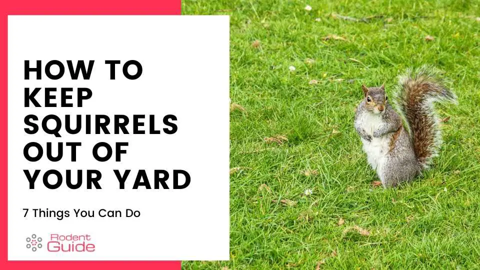 Keep Squirrels Out Of Your Yard