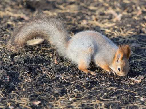 squirrel digging