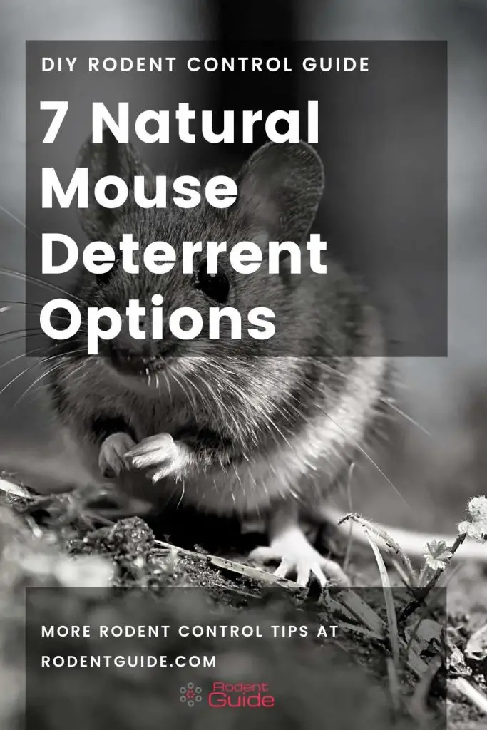 7 Natural Mouse Deterrent Options