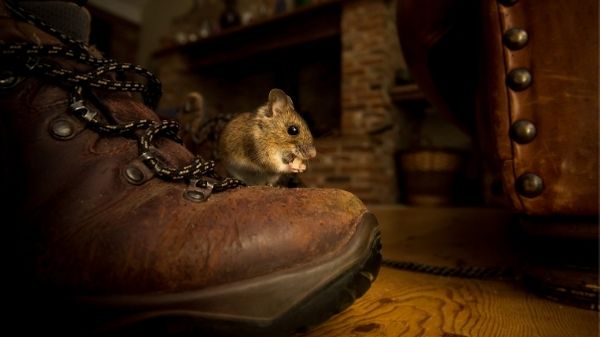 mouse on boot