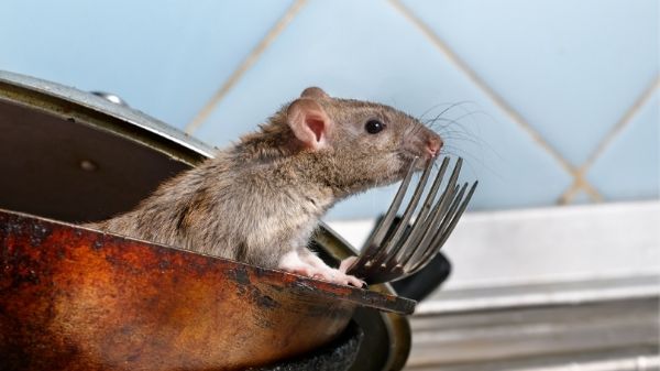 rat in kitchen - pest rodent