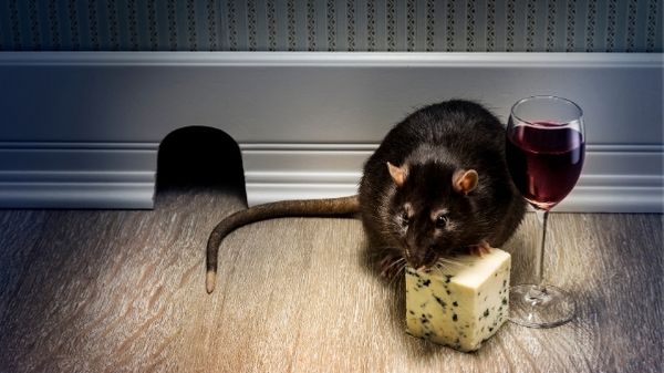 rat eating cheese on the floor of a house