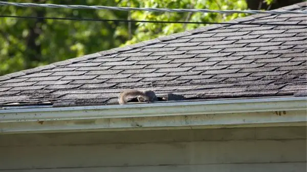 squirrel entering attic through roof