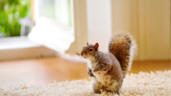 squirrel in a house on carpet