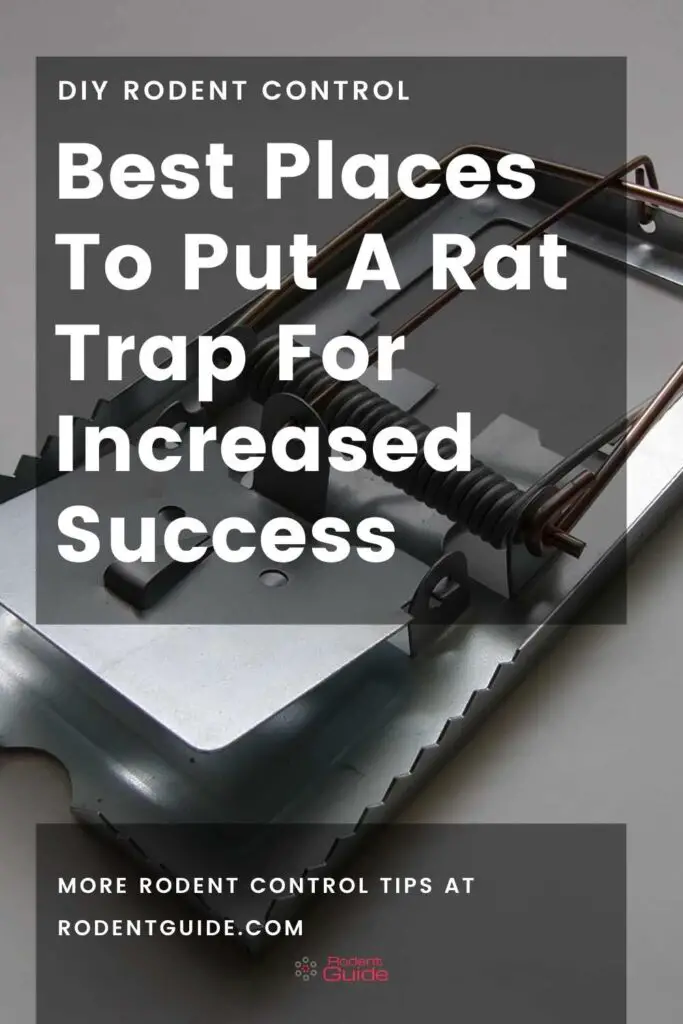 Best Places To Put A Rat Trap For Increased Success