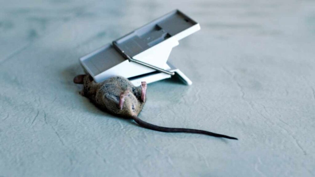 mouse in snap trap
