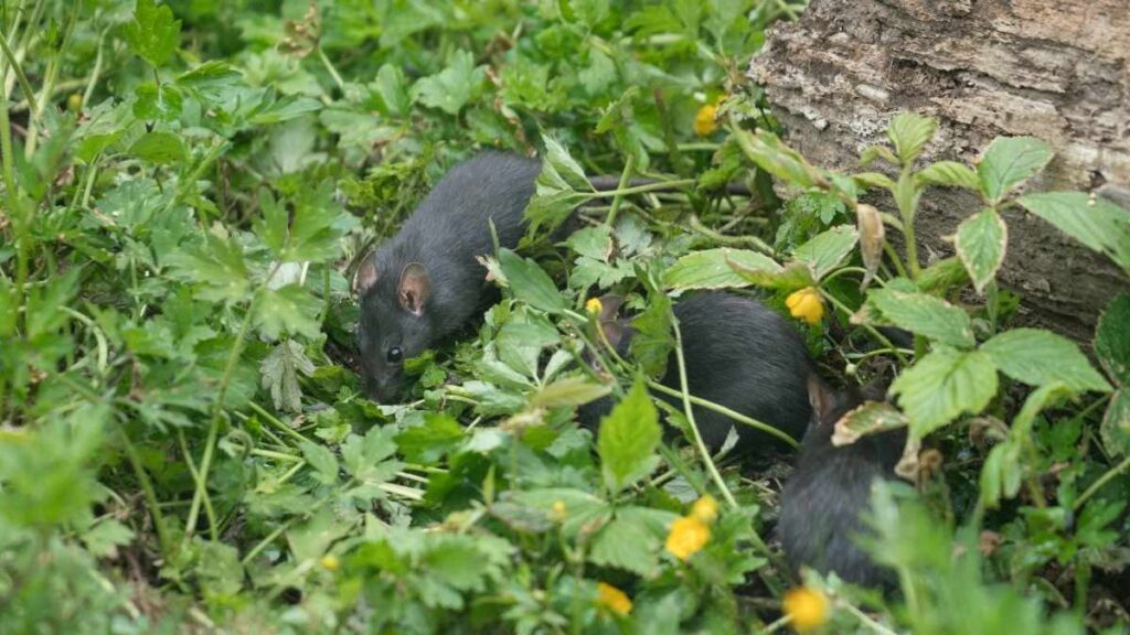 rats in yard
