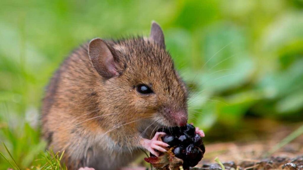 mouse eating fruit