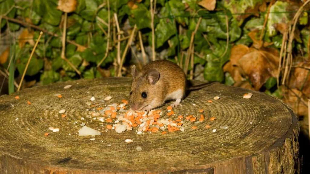mouse eating seeds