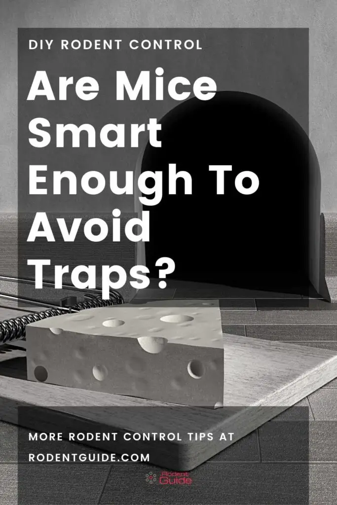 Are Mice Smart Enough To Avoid Traps