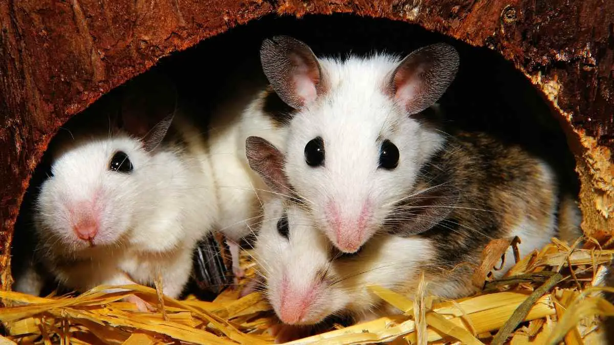 mice huddled together