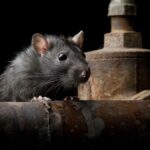 How Do You Know If Rats Are Gone