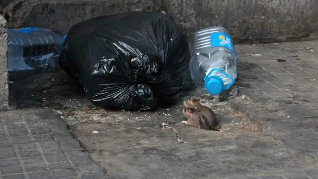 rat infestation near trash