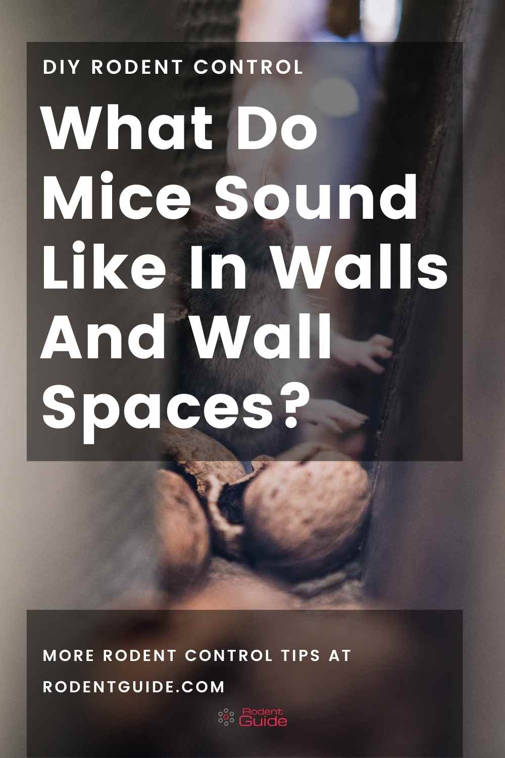 What Do Mice Sound Like In Walls And Wall Spaces? DIY Rodent Control