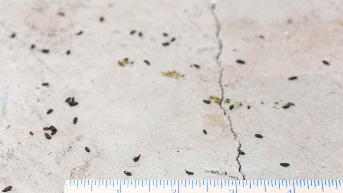 What Do Mice Sound Like In Walls And Wall Spaces? DIY Rodent Control