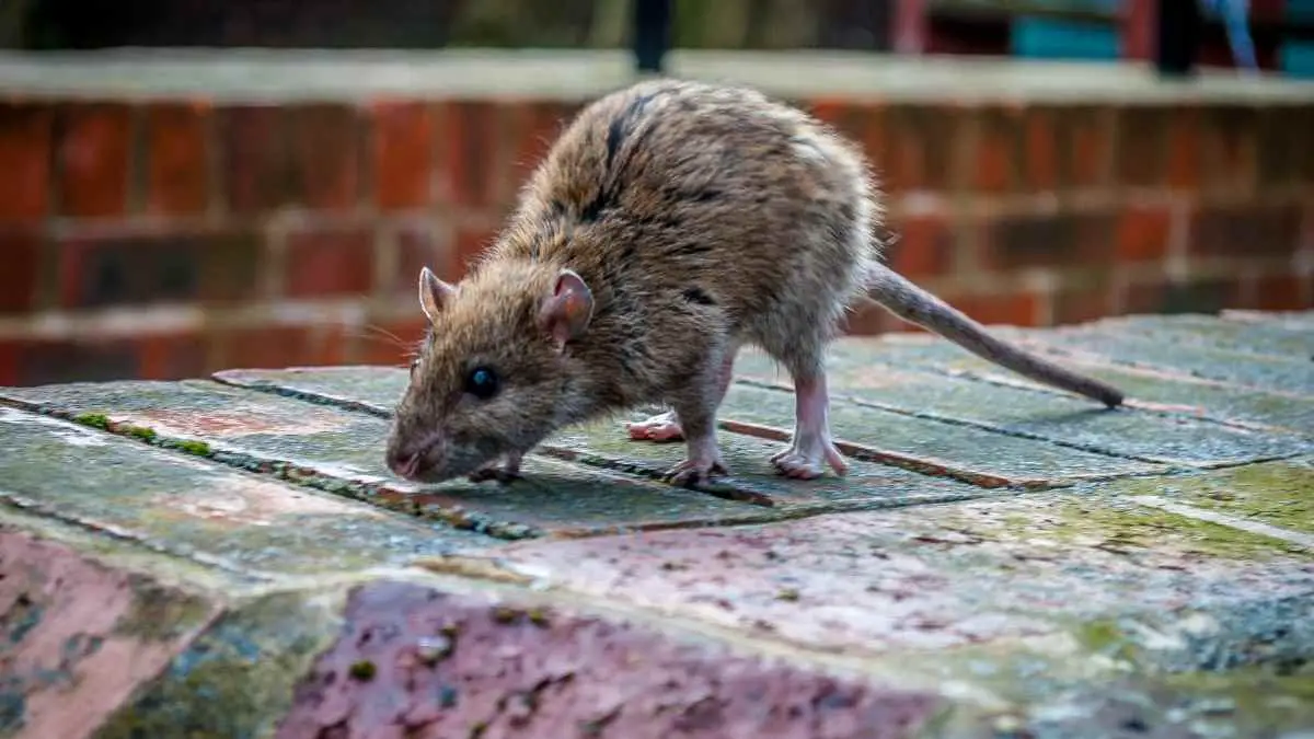 rat near deck in yard