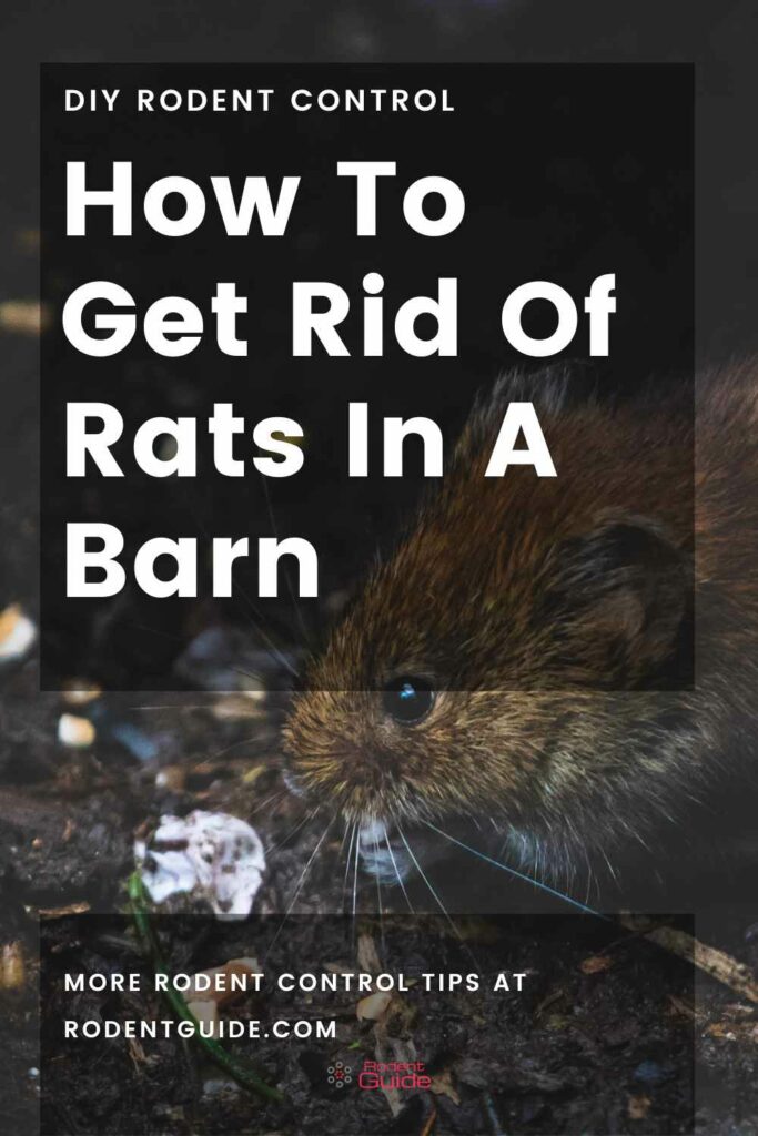 Get Rid Of Rats In A Barn