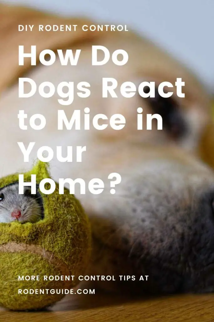 How Do Dogs React to Mice in Your Home