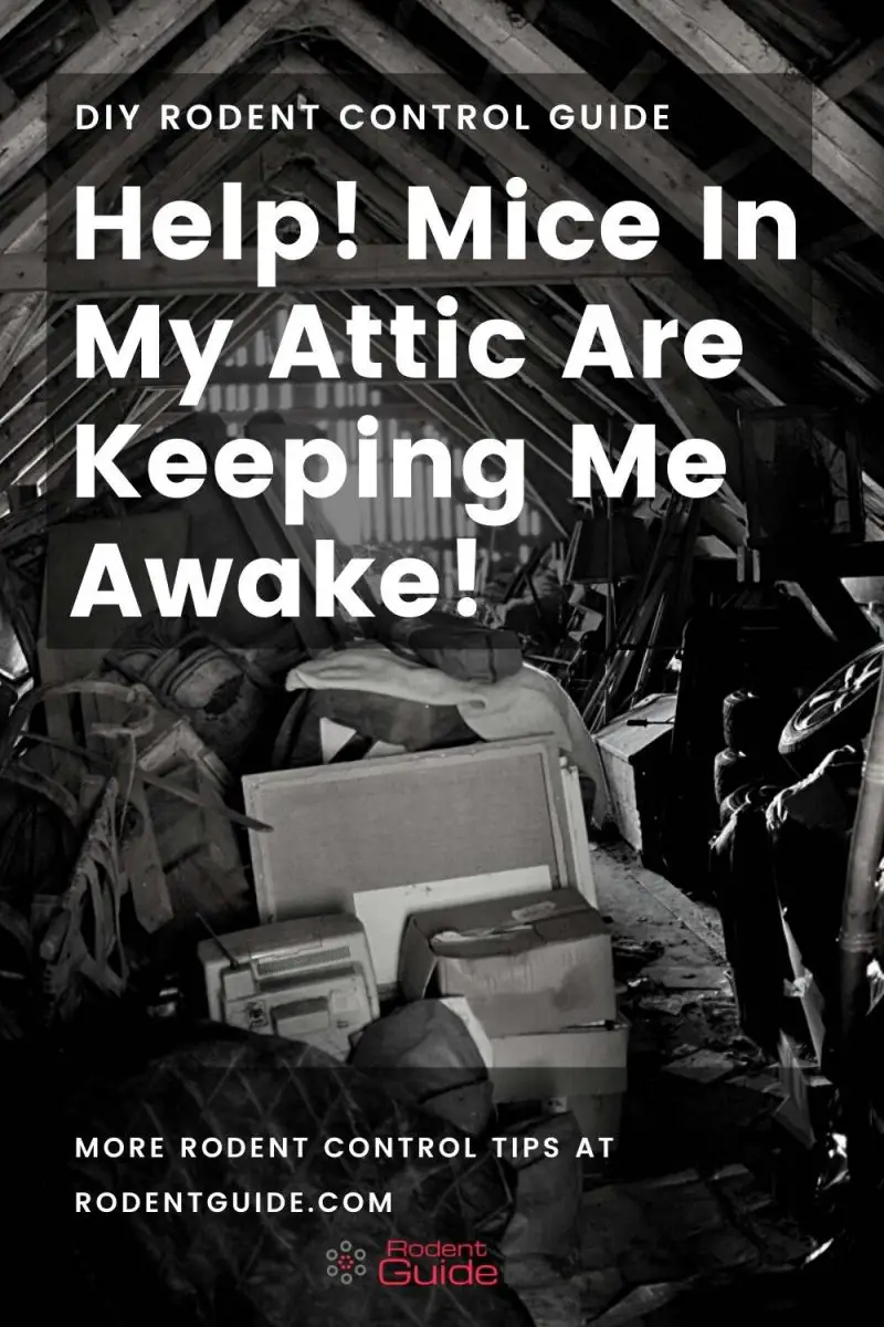 Help! Mice In My Attic Are Keeping Me Awake! DIY Rodent Control