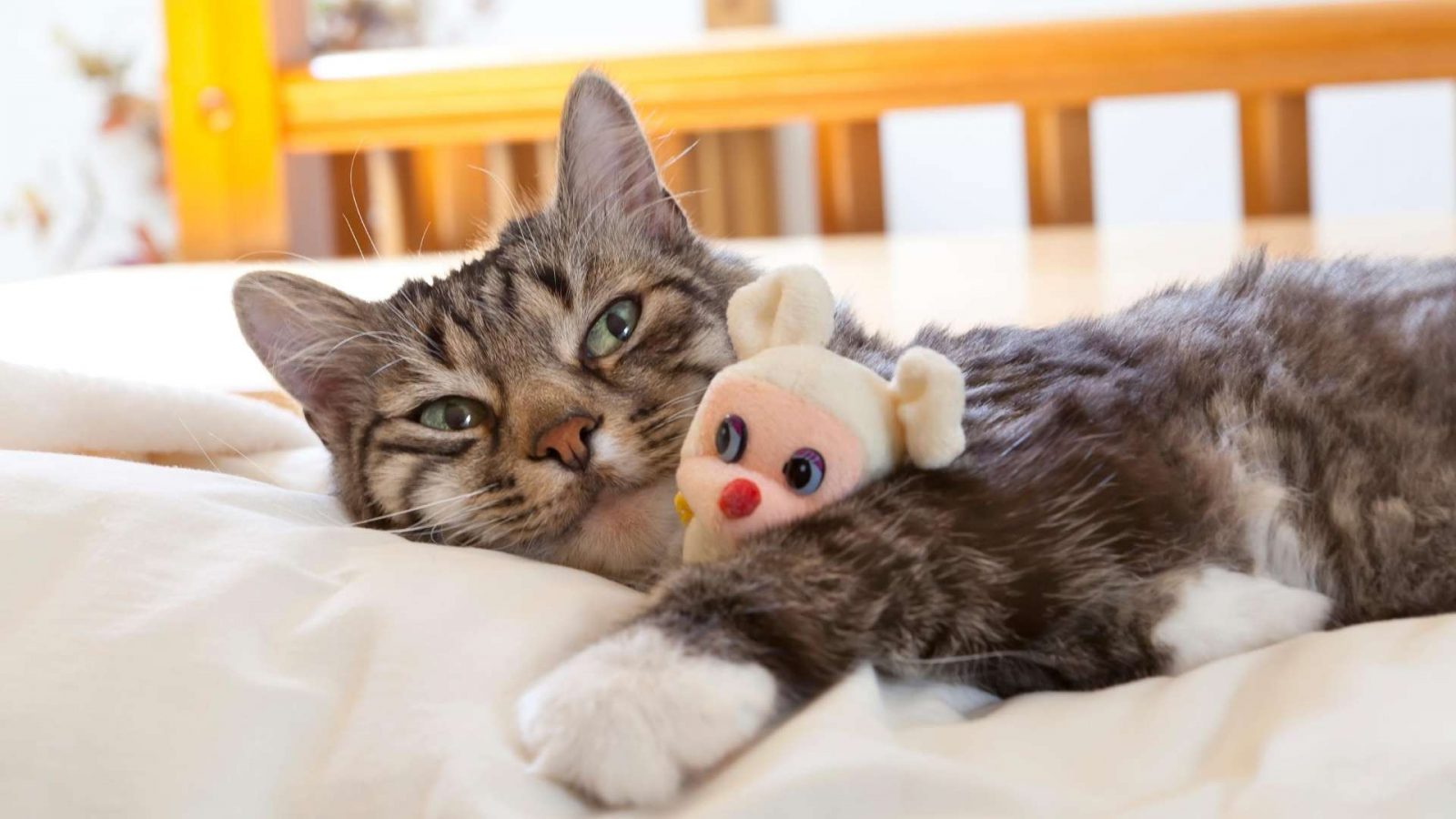 How To Keep Mice Away From Your Bed Tonight 7 Methods DIY Rodent