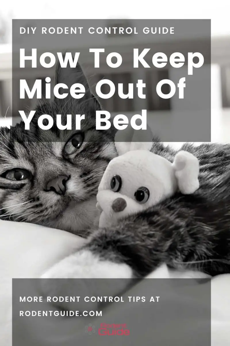 How To Keep Mice Away From Your Bed Tonight 7 Methods DIY Rodent