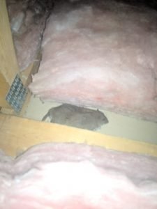 Dead rat attic
